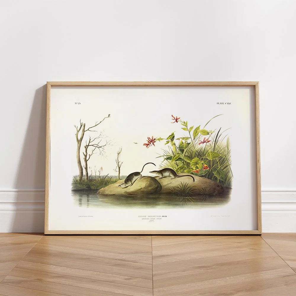 Brown or Norway Rat - Plate 54 — Audubon Art Prints